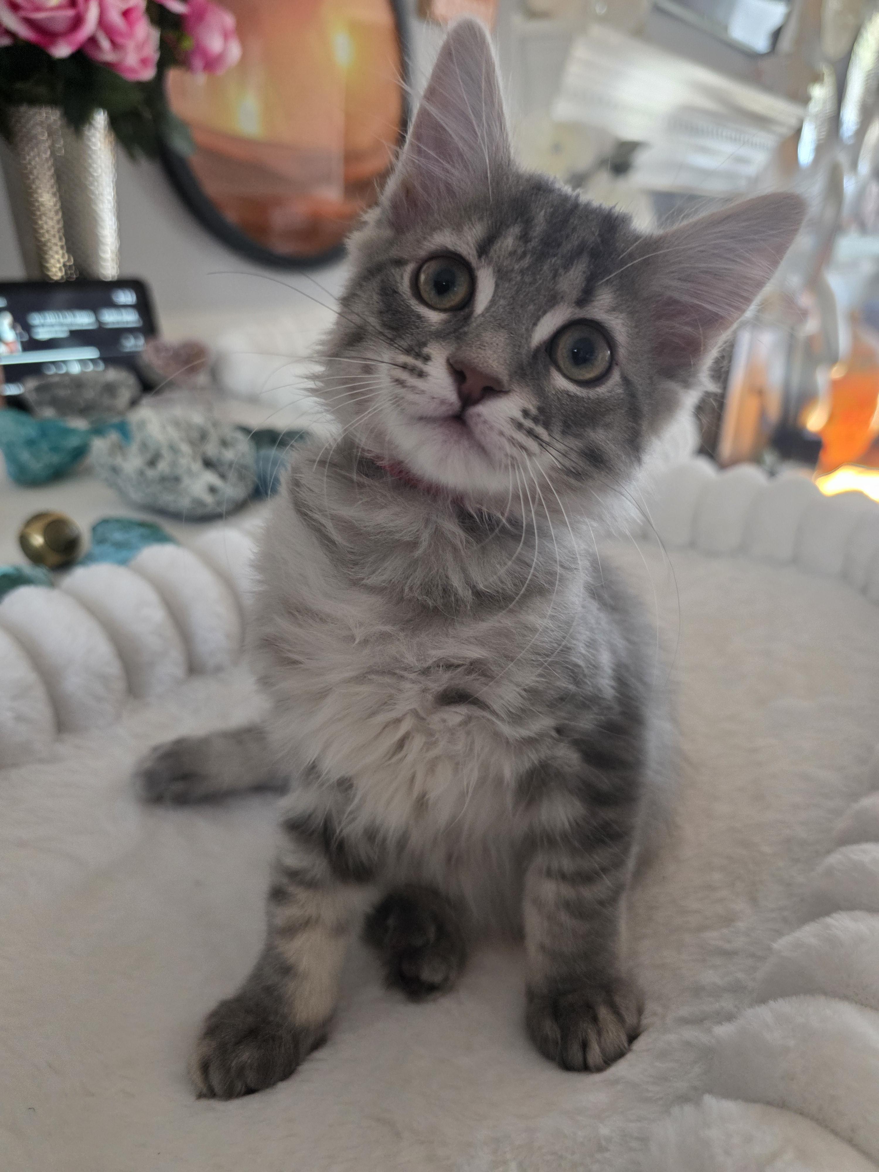 Veszelyite, adopted, Young Female Domestic Medium Hair.