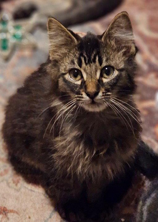 Scruffy, a Adoptable mixed breed in Island Lake, IL image 1/3