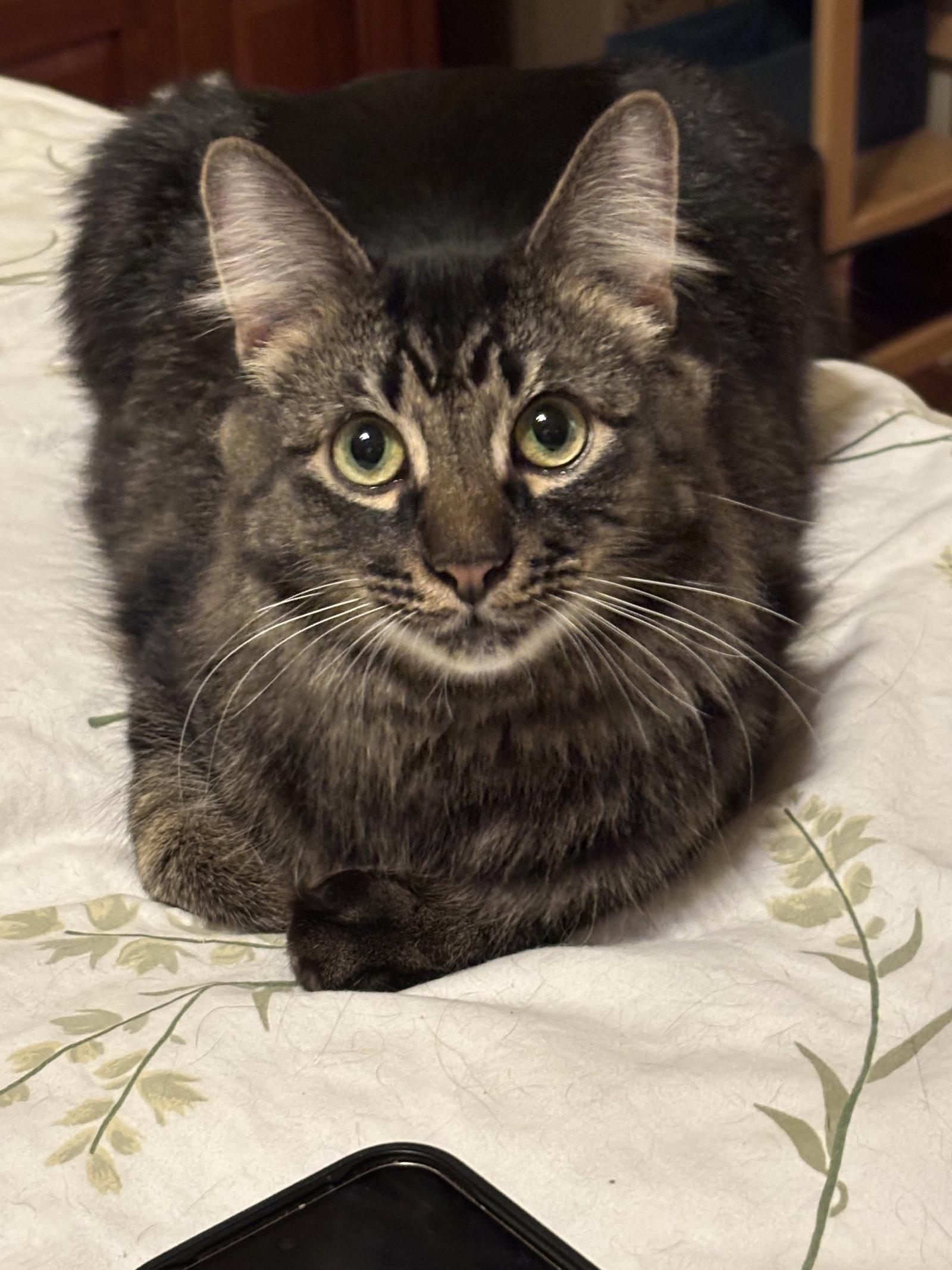 Enlarge Scruffy, a Adoptable mixed breed in Island Lake, IL image 1/3