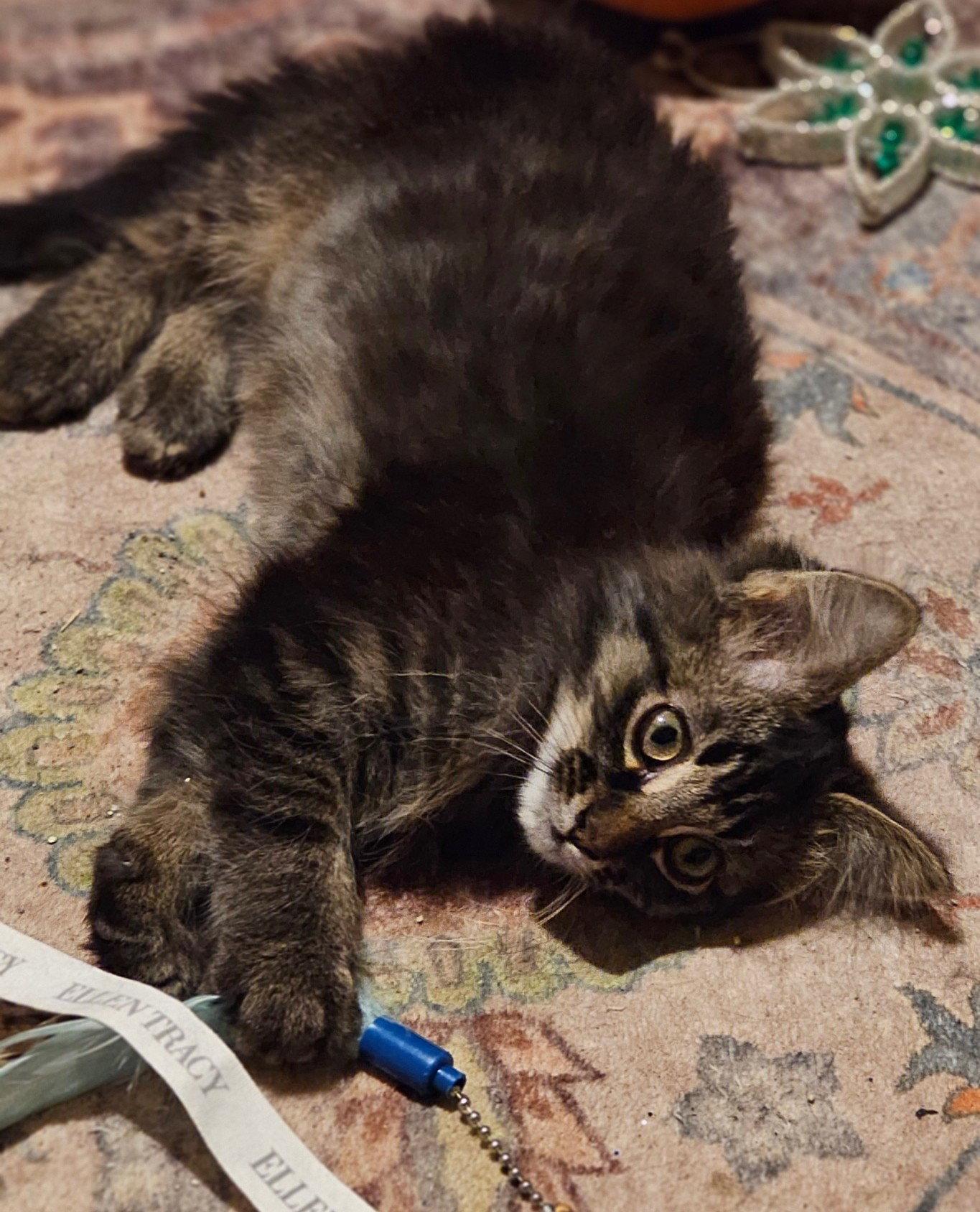 Scruffy, a Adoptable mixed breed in Island Lake, IL image 2/3