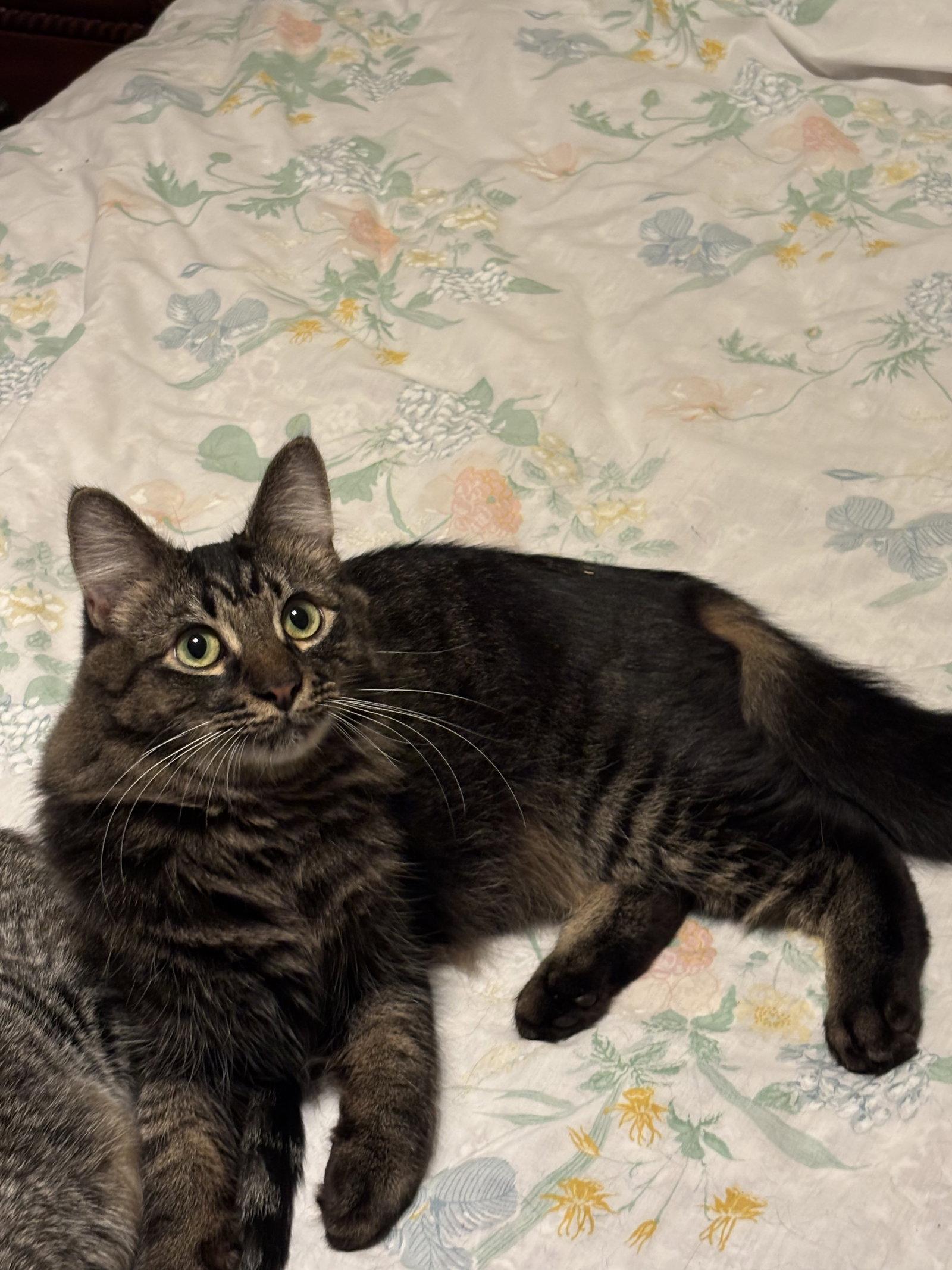Enlarge Scruffy, a Adoptable mixed breed in Island Lake, IL image 3/3