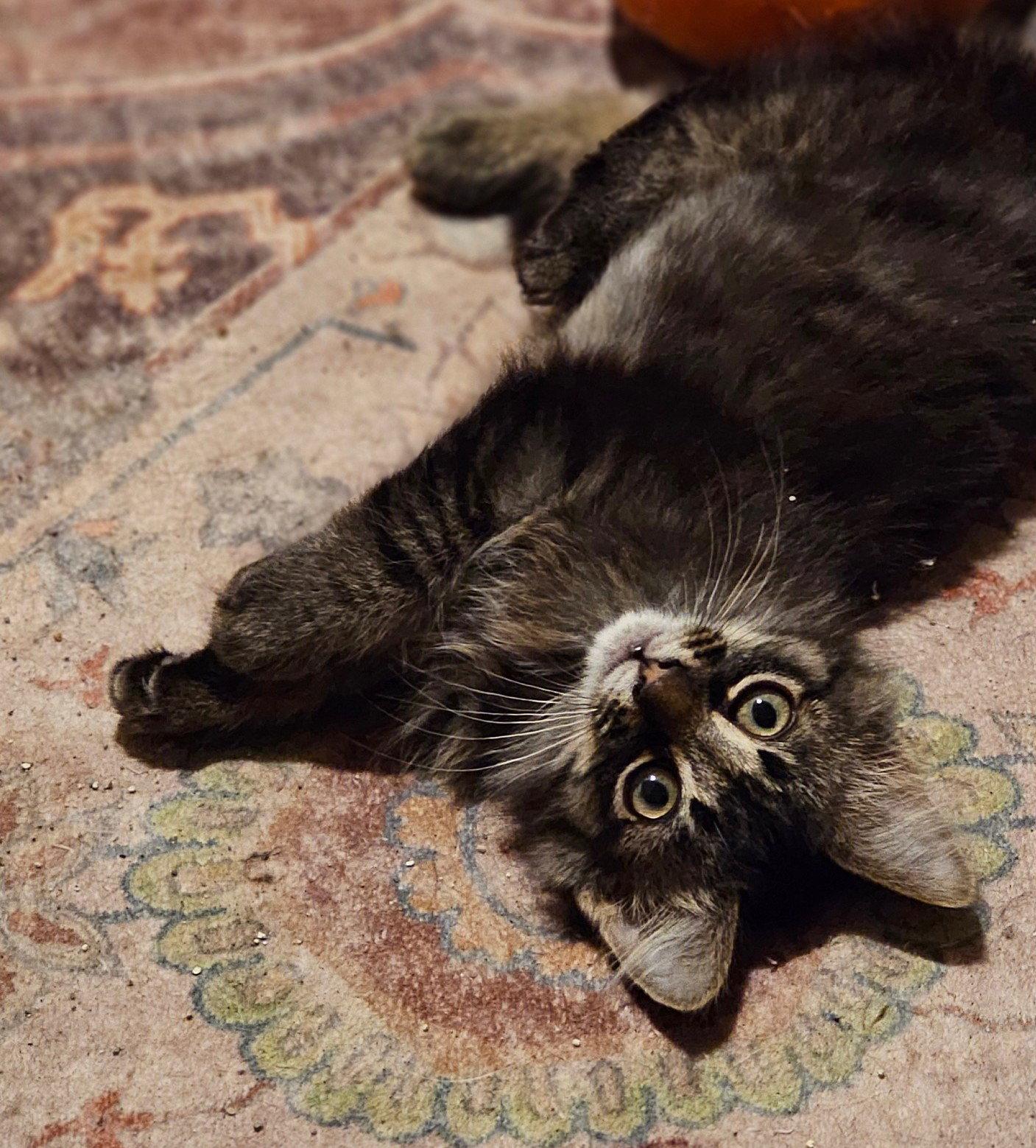 Scruffy, a Adoptable mixed breed in Island Lake, IL image 3/3