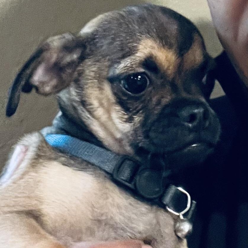 Enlarge Marie! Happiest puppy! , a Adoptable mixed breed in Milford , NH image 2/6