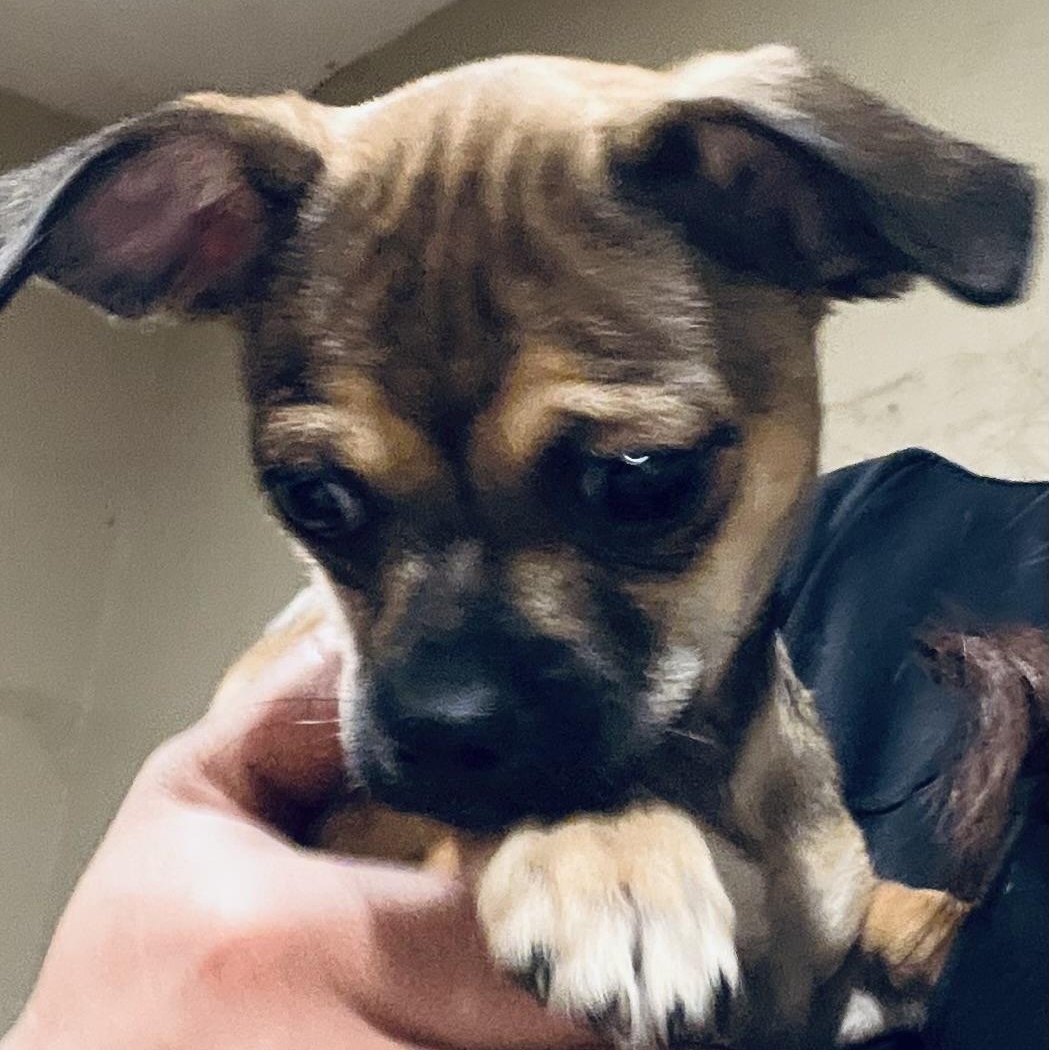 Enlarge Marie! Happiest puppy! , a Adoptable mixed breed in Milford , NH image 3/6