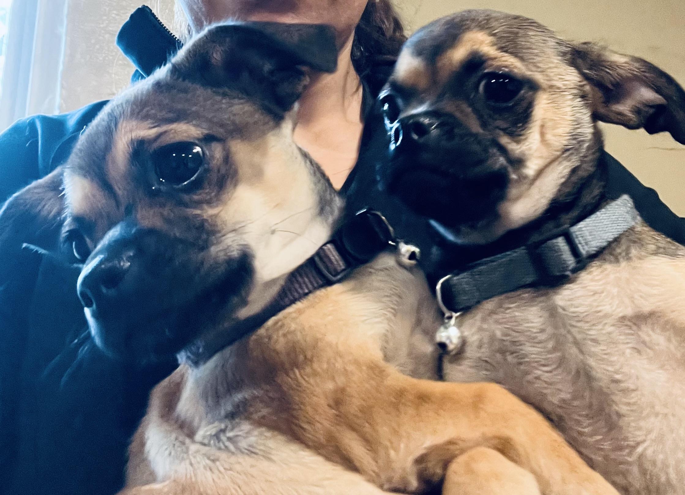 Enlarge Marie! Happiest puppy! , a Adoptable mixed breed in Milford , NH image 5/6