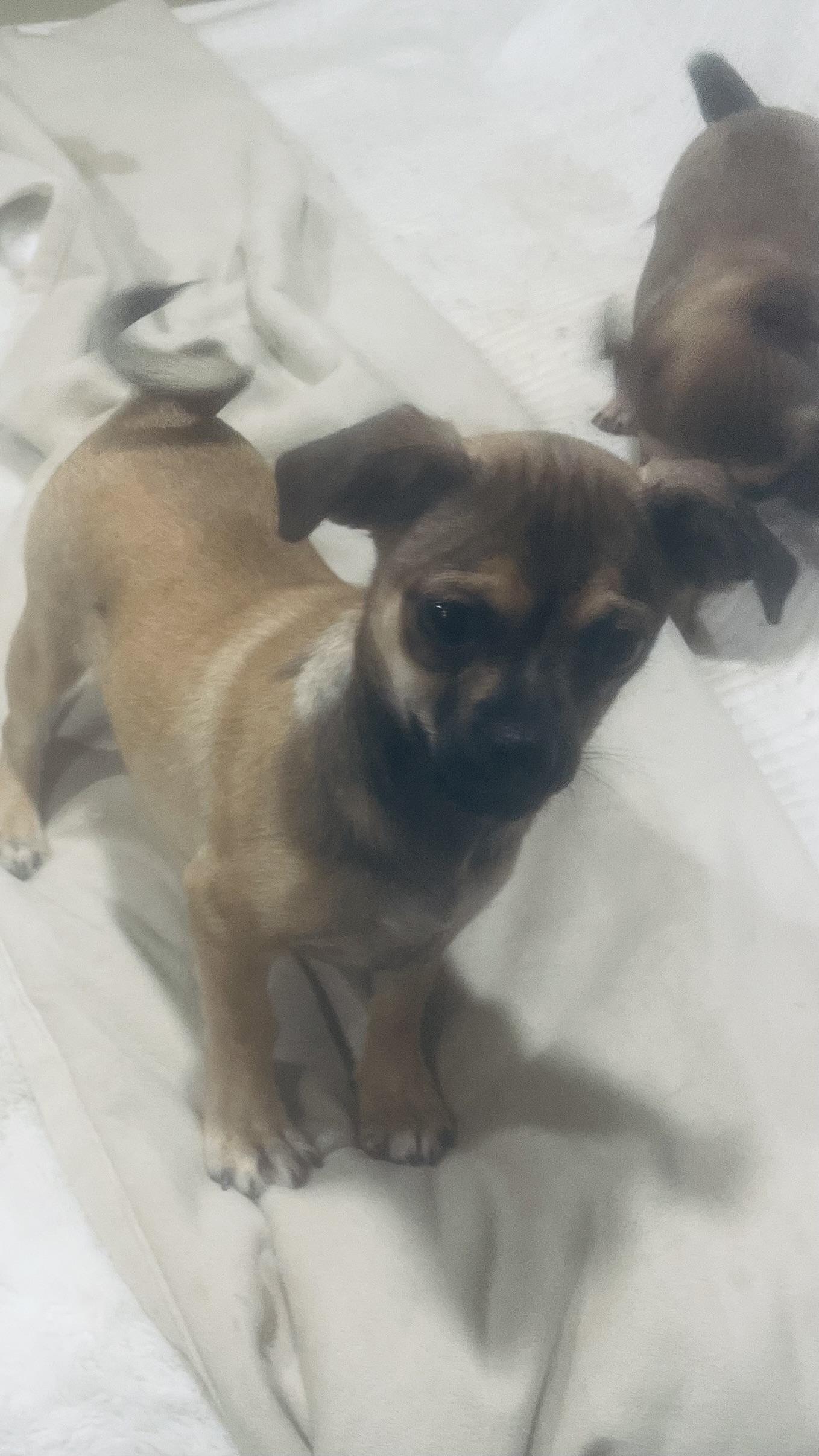 Enlarge Marie! Happiest puppy! , a Adoptable mixed breed in Milford , NH image 6/6