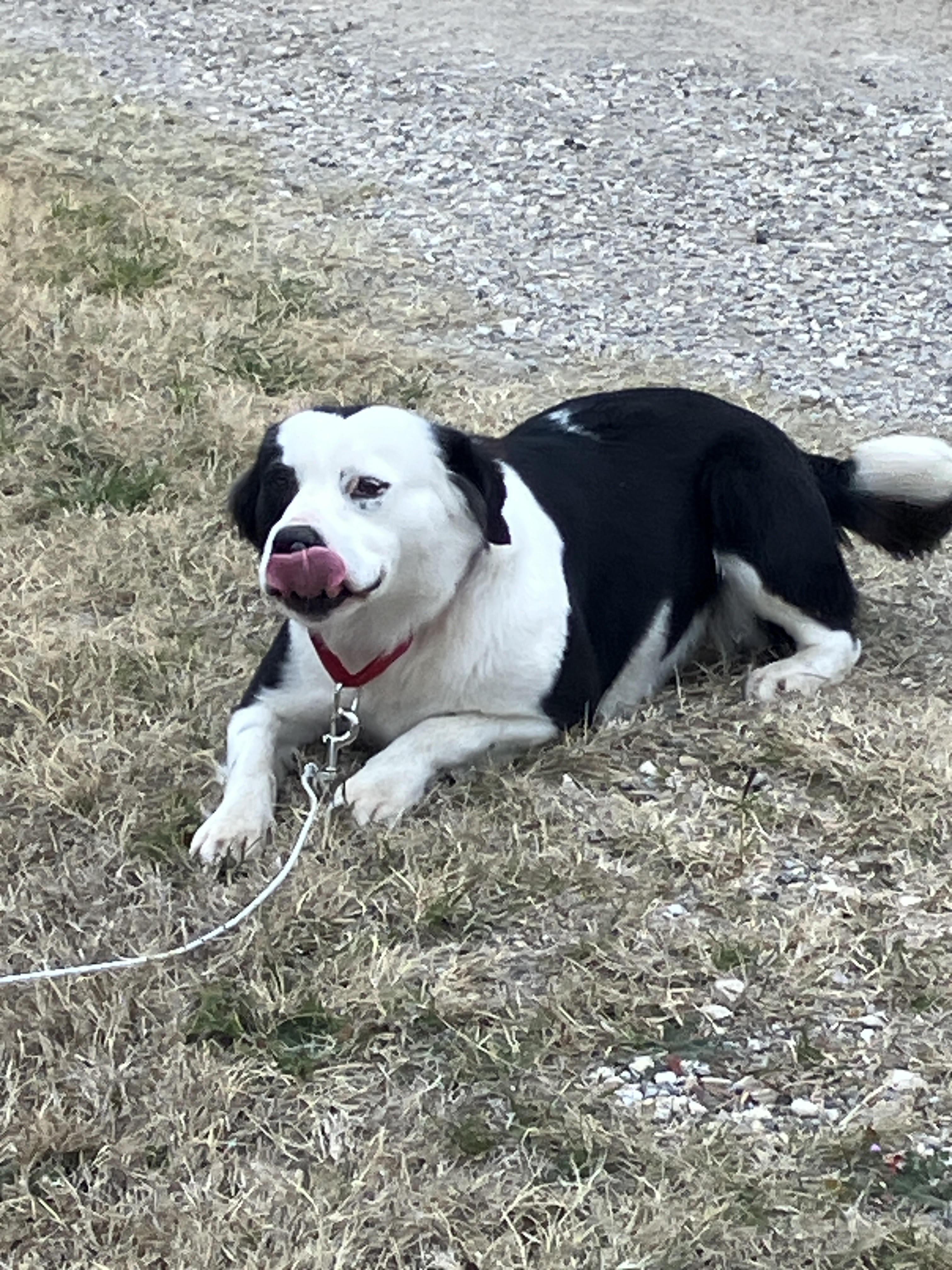 Enlarge BLANCHE-Lovely Lady, a Adoptable mixed breed in Georgetown, TX image 4/6