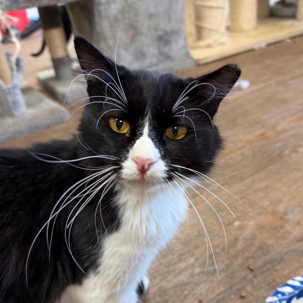 Enlarge Mr. J, a Adoptable Domestic Long Hair in Midland, TX image 1/1
