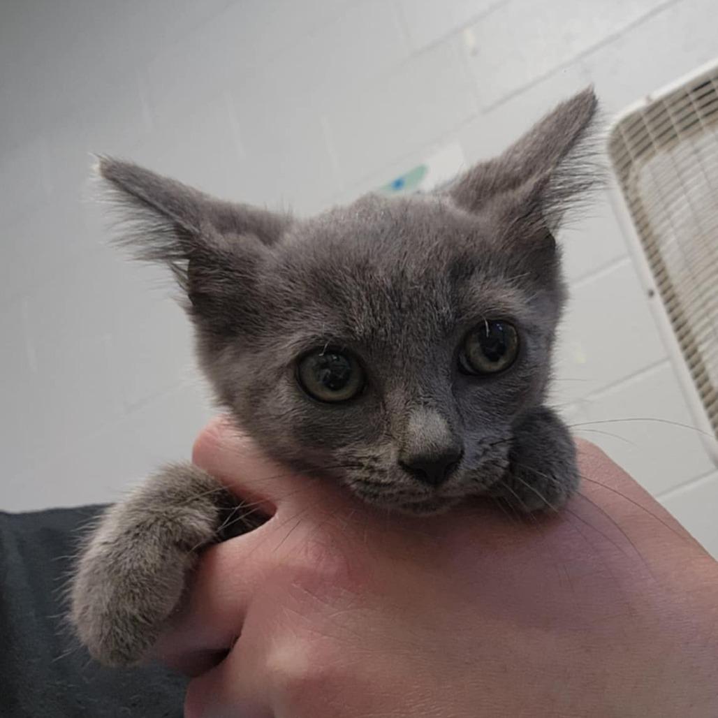 Enlarge Scrub brush, a Adoptable Domestic Short Hair in Jeffersonville, IN image 1/2