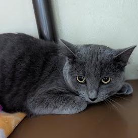 Enlarge Scrub brush, a Adoptable Domestic Short Hair in Jeffersonville, IN image 2/2