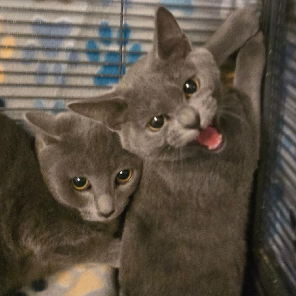 Captain Jack Sparrow, Adoptable, Young Male Domestic Short Hair.