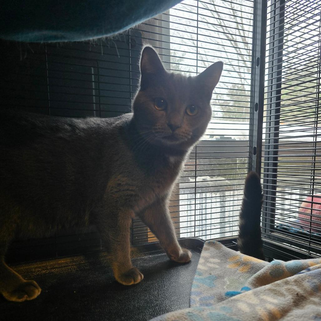 Enlarge Captain Jack Sparrow, a Adoptable Domestic Short Hair in Hanna City, IL image 2/2