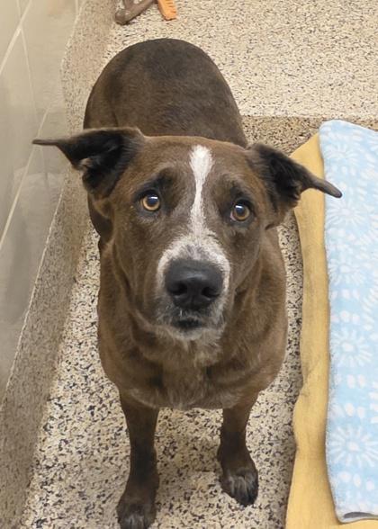 Enlarge Drizzle 64138, a Adoptable mixed breed in Aiken, SC image 2/2