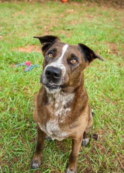 Drizzle 64138, Adoptable, Adult Female Mixed Breed & Mixed Breed.