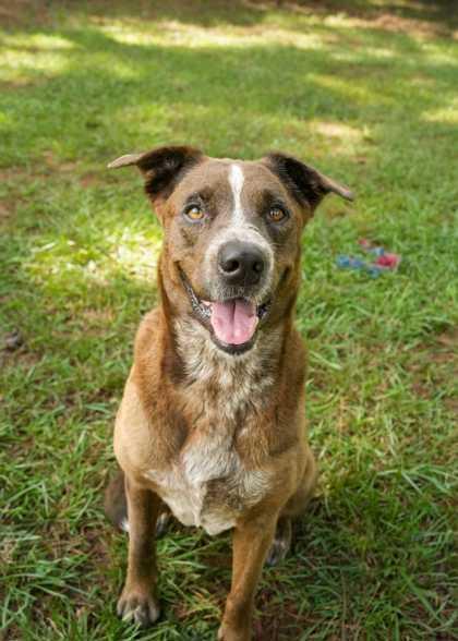 Drizzle 64138, a Adoptable mixed breed in Aiken, SC image 2/3