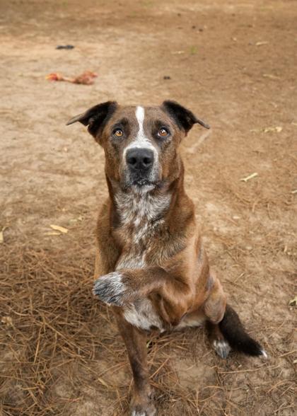 Drizzle 64138, a Adoptable mixed breed in Aiken, SC image 3/3