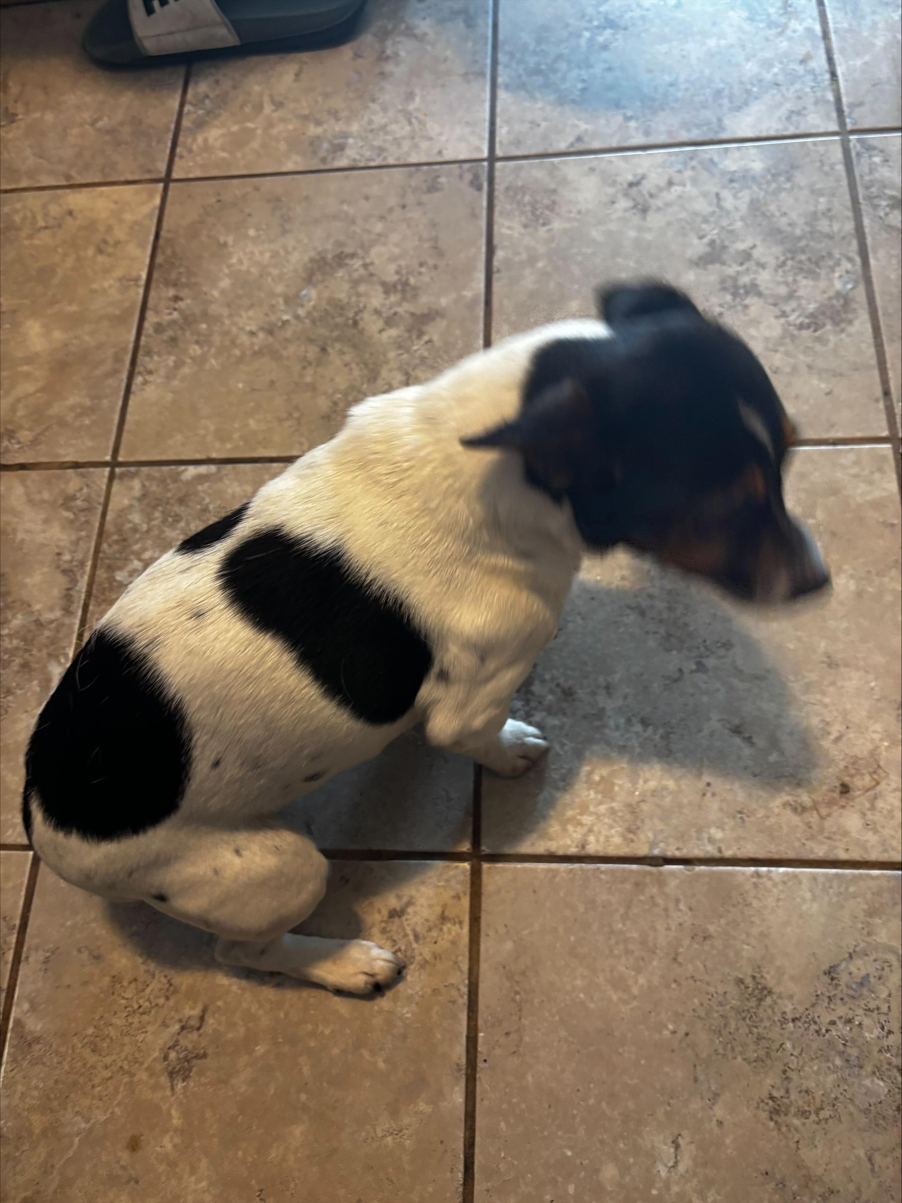 Enlarge Puppy 2, a ADOPTABLE mixed breed in Taunton, MA image 4/4