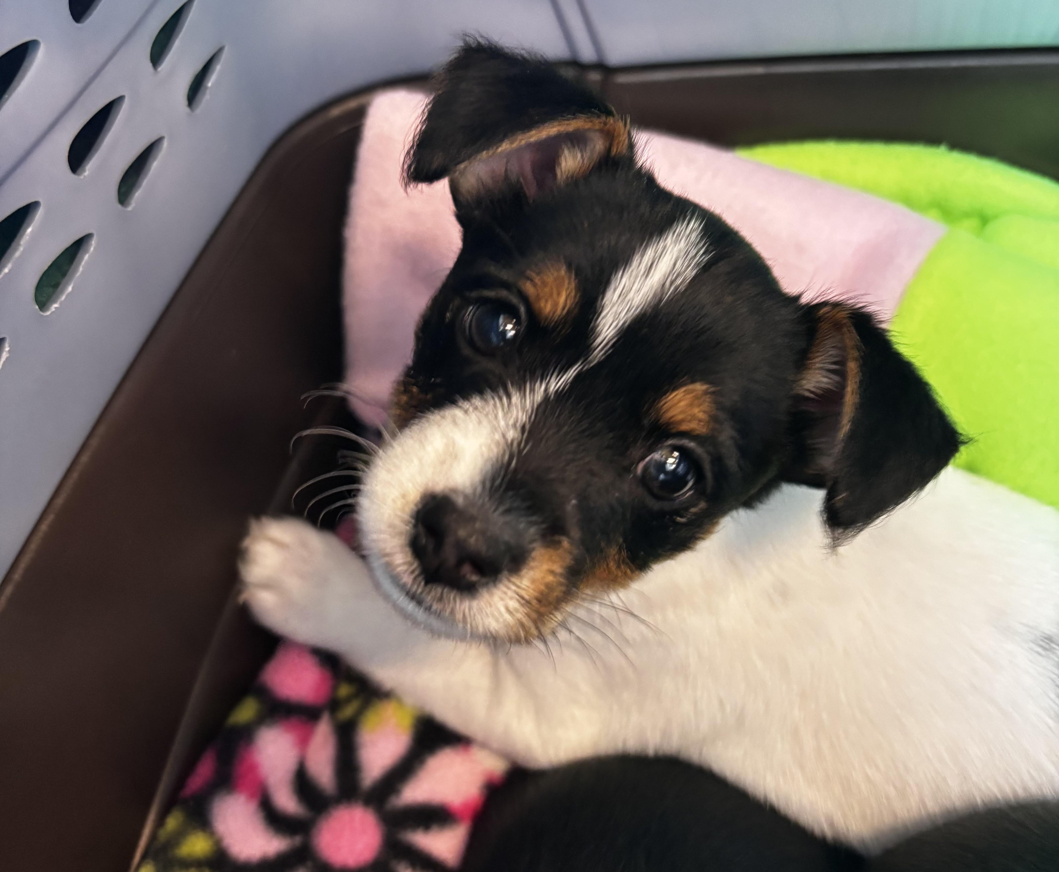 Enlarge Puppy 2, a ADOPTABLE mixed breed in Taunton, MA image 1/4