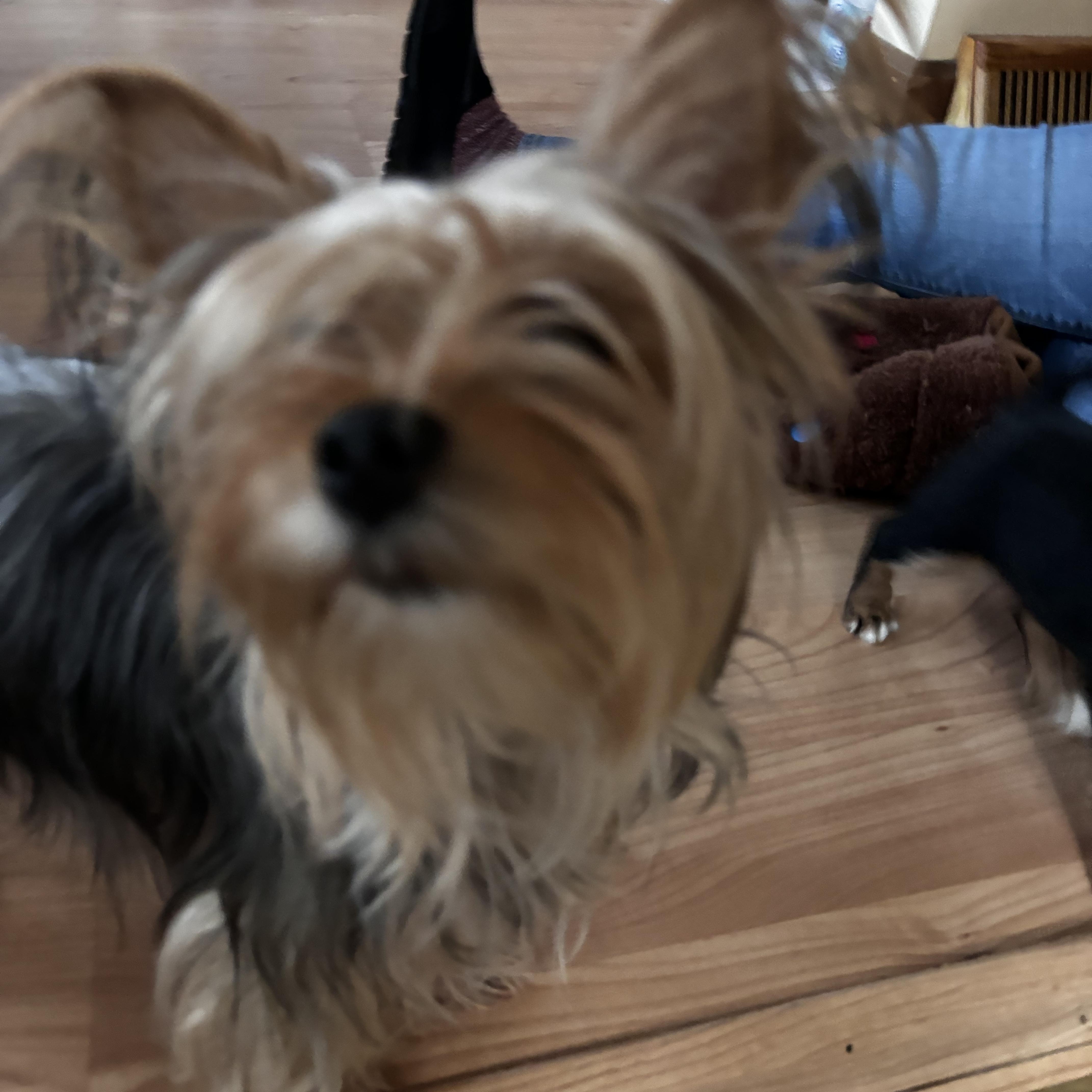 Enlarge Puppy 2, a ADOPTABLE mixed breed in Taunton, MA image 3/4