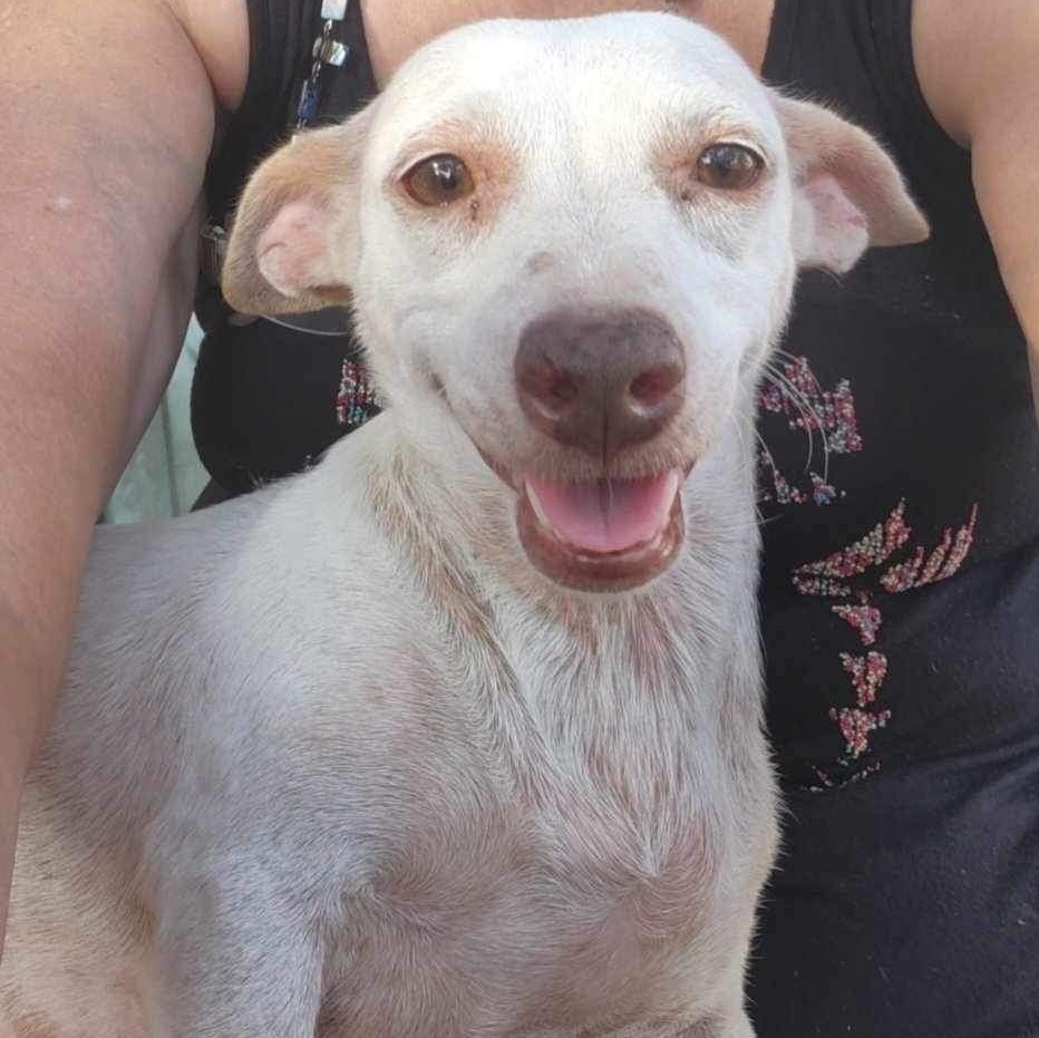 Dixie Doo PC, Young Female Chihuahua