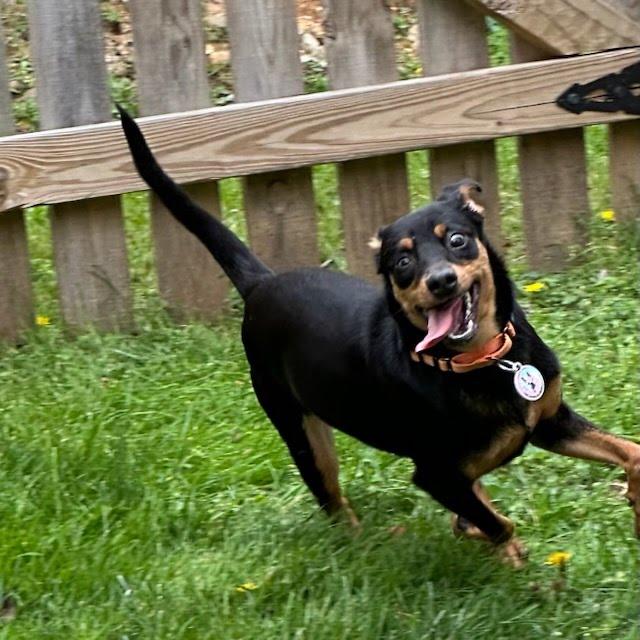 Enlarge Kayla, a Adoptable mixed breed in Knoxville, TN image 1/6