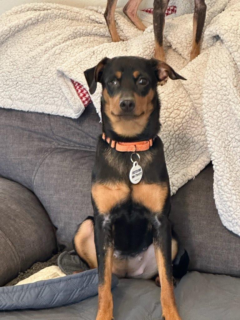 Enlarge Kayla, a Adoptable mixed breed in Knoxville, TN image 2/6