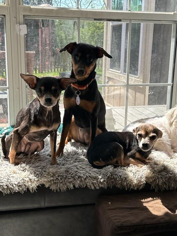 Enlarge Kayla, a Adoptable mixed breed in Knoxville, TN image 3/6