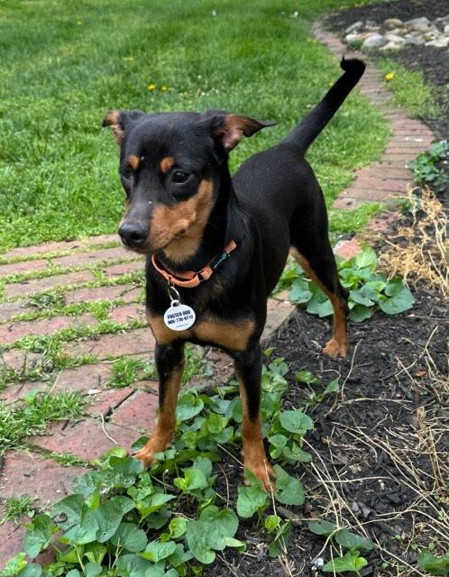 Enlarge Kayla, a Adoptable mixed breed in Knoxville, TN image 4/6