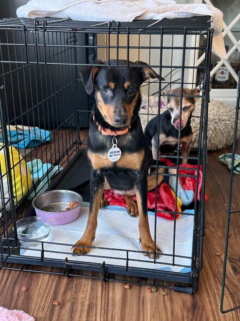 Enlarge Kayla, a Adoptable mixed breed in Knoxville, TN image 5/6