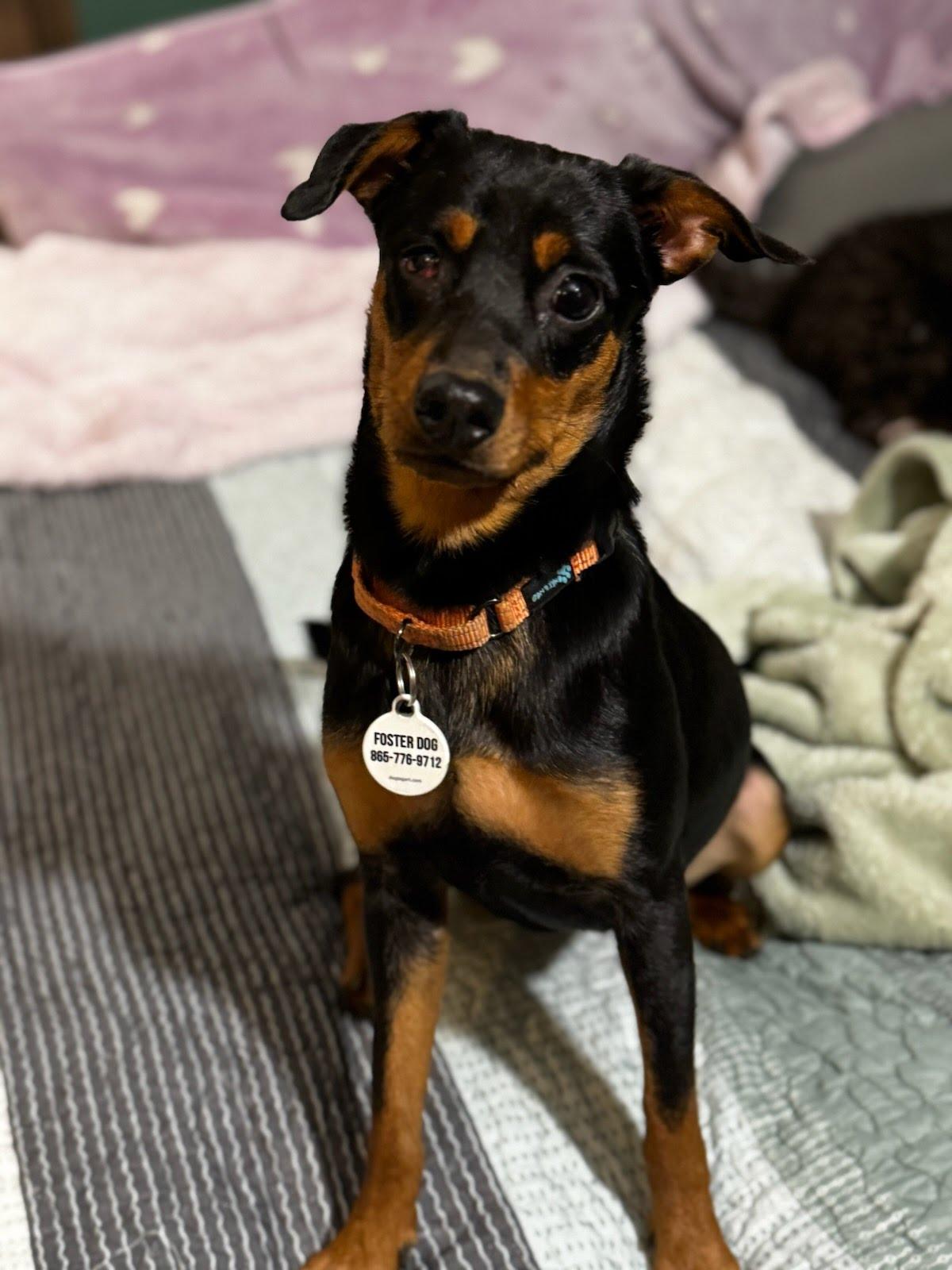 Enlarge Kayla, a Adoptable mixed breed in Knoxville, TN image 6/6