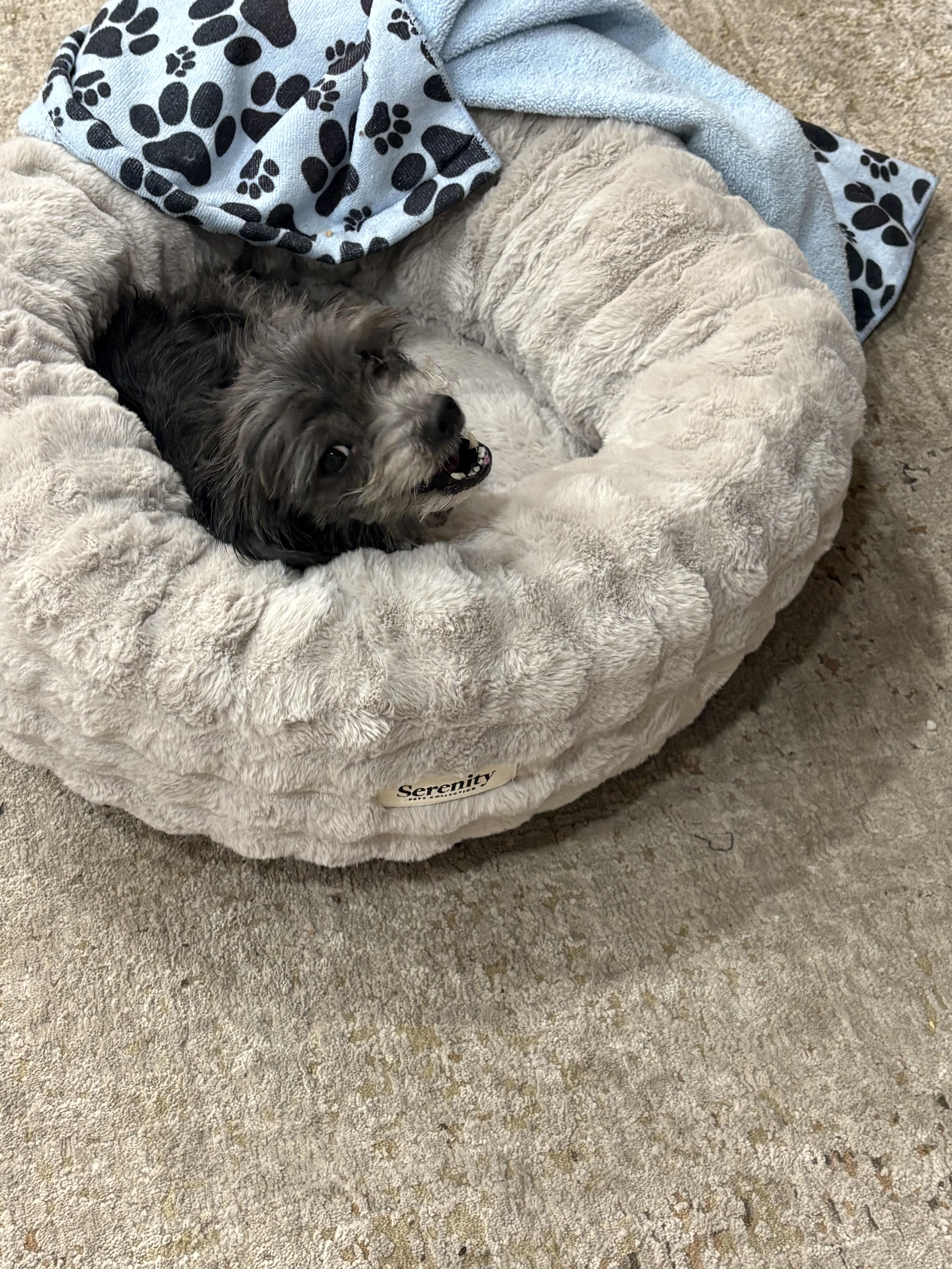 Enlarge Lola, an adopted mixed breed in Laguna Beach, CA image 2/5