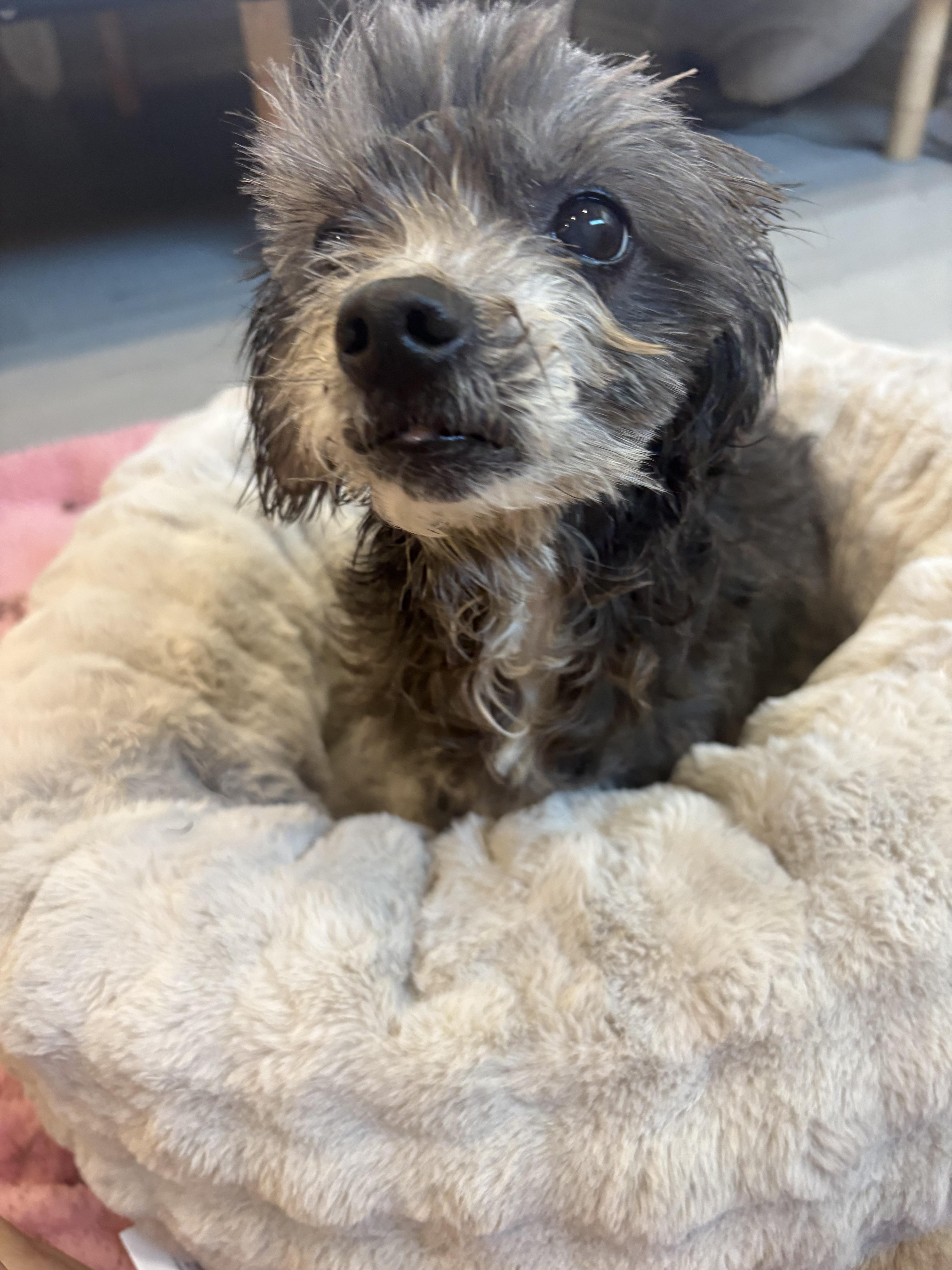 Enlarge Lola, an adopted mixed breed in Laguna Beach, CA image 4/5