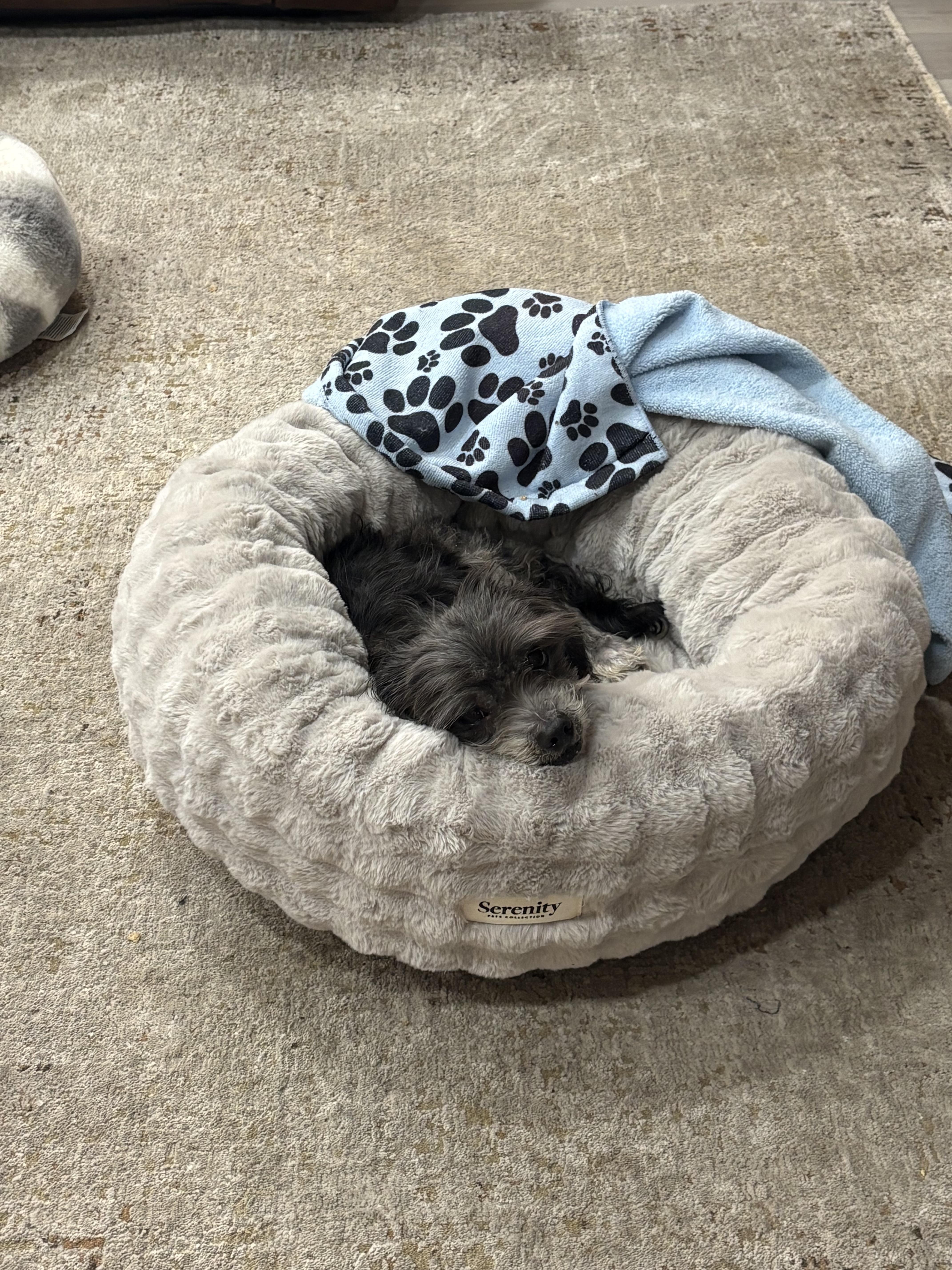 Enlarge Lola, an adopted mixed breed in Laguna Beach, CA image 3/5