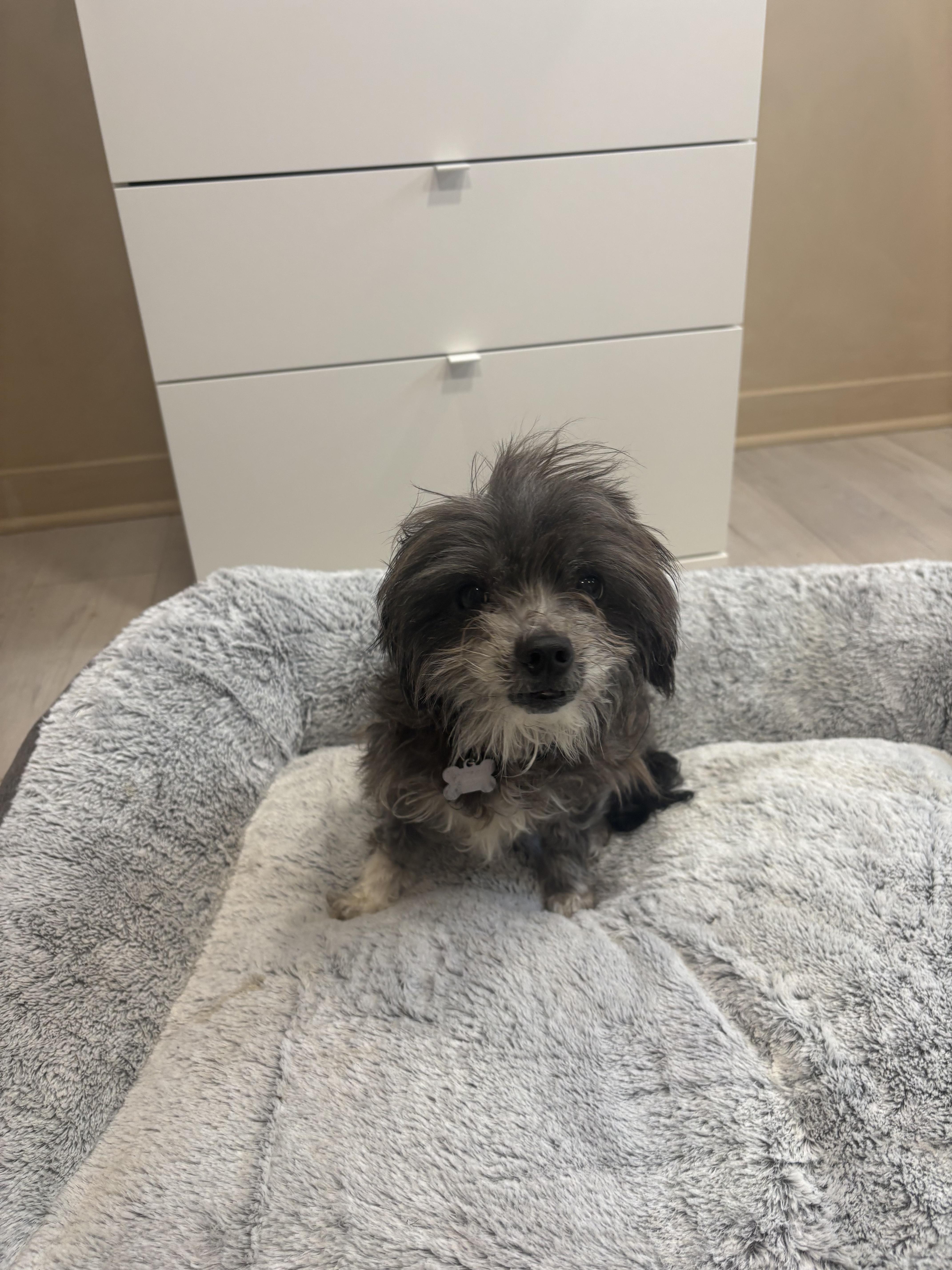 Lola, adopted, Senior Female Terrier.