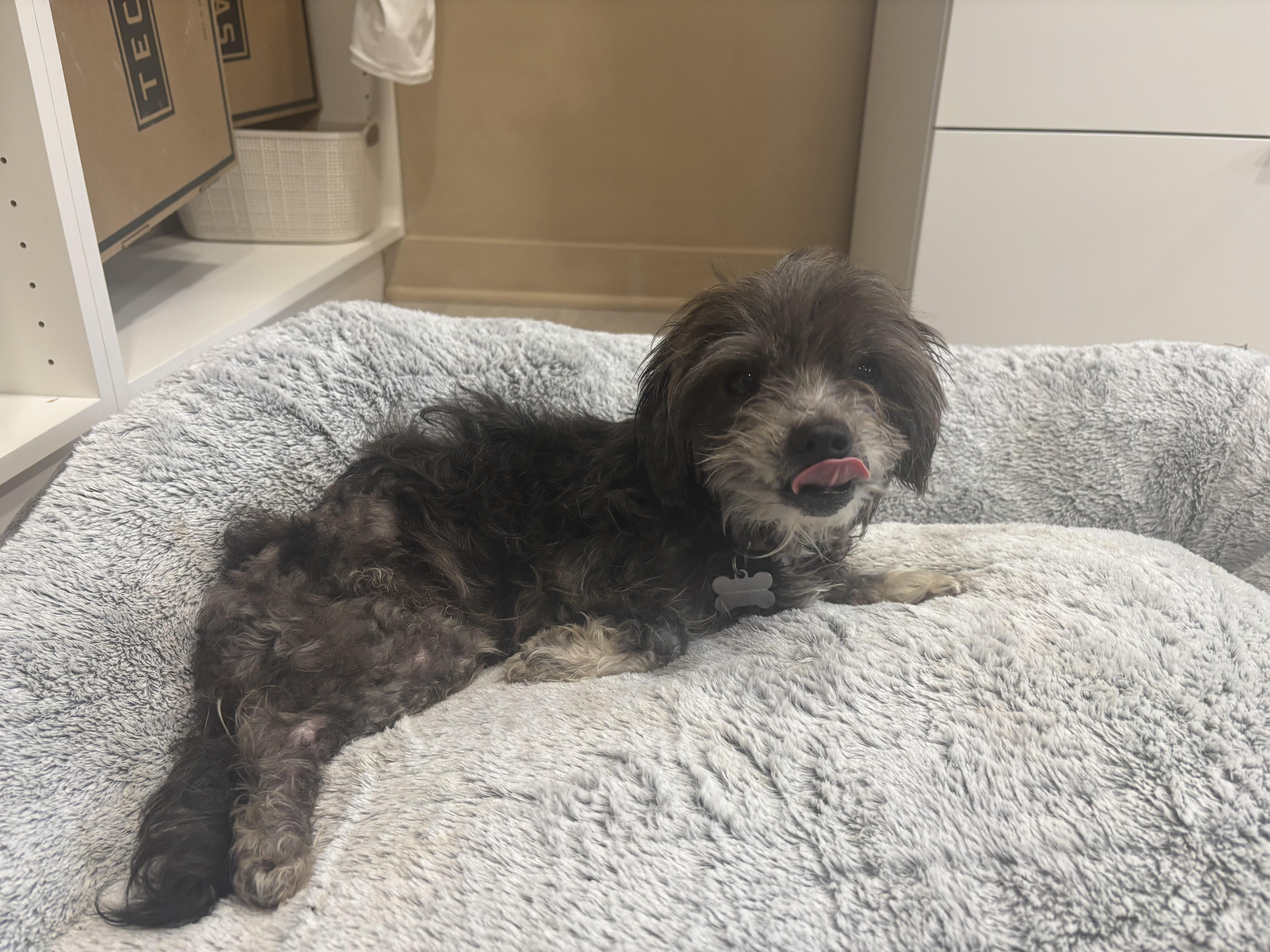 Enlarge Lola, an adopted mixed breed in Laguna Beach, CA image 5/5