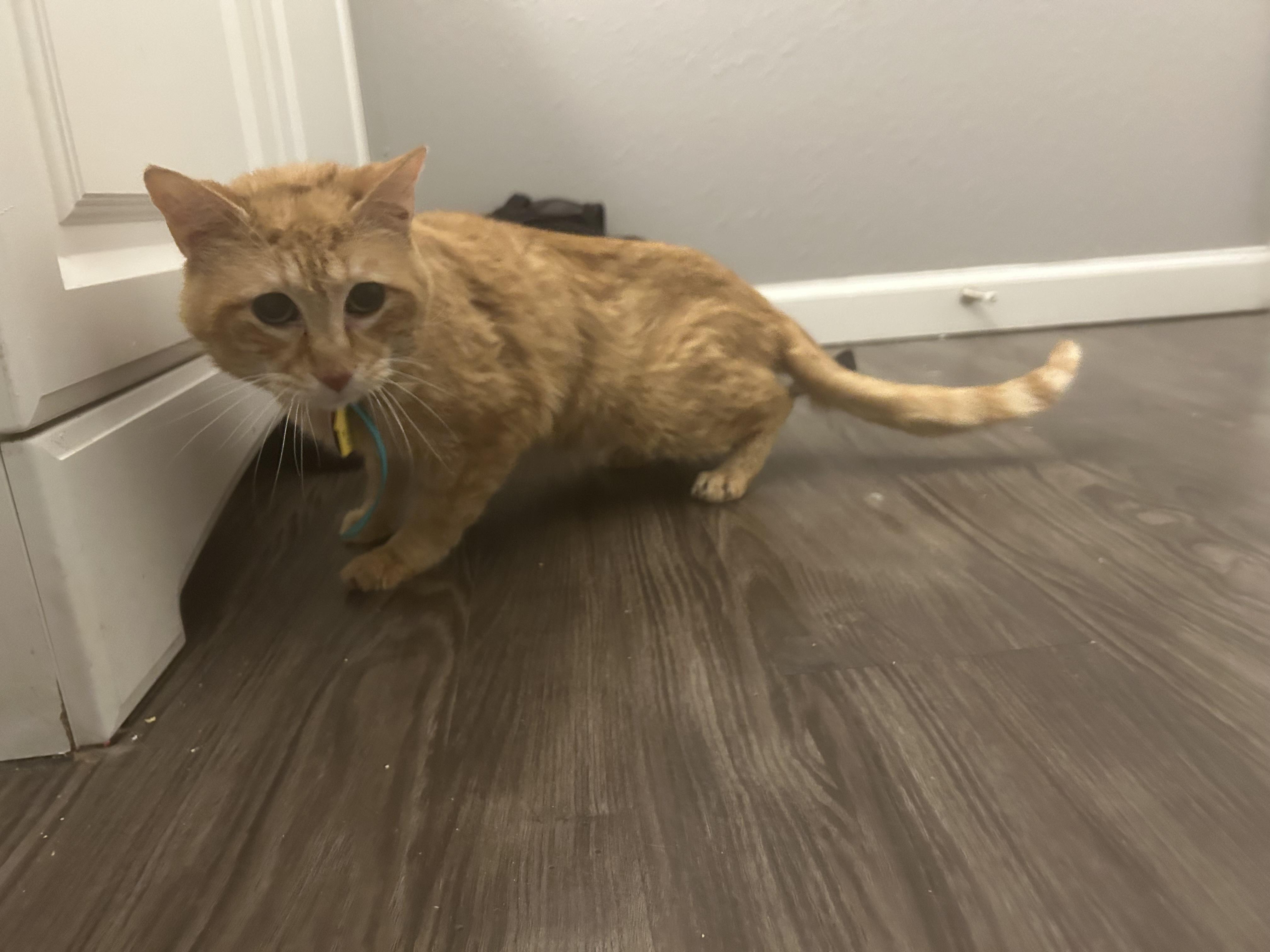 Alf