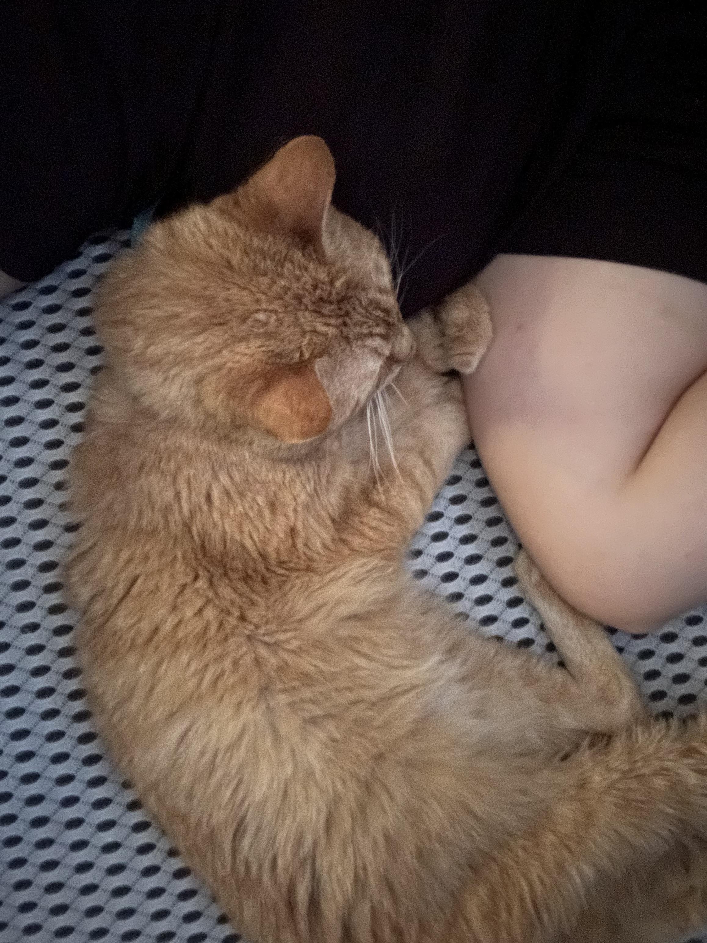 Alf photo 2