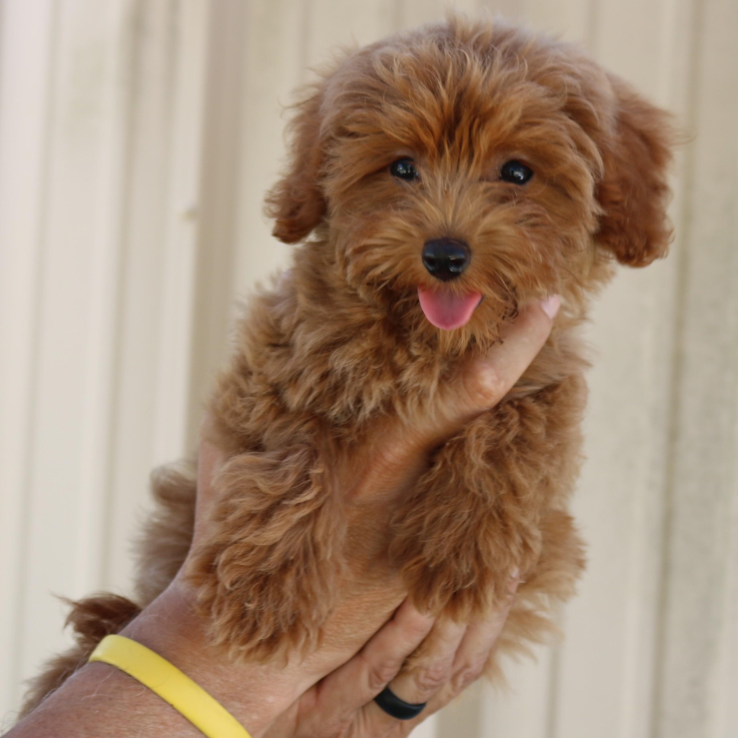 Jelly Bean, adopted, Puppy Female Maltipoo.