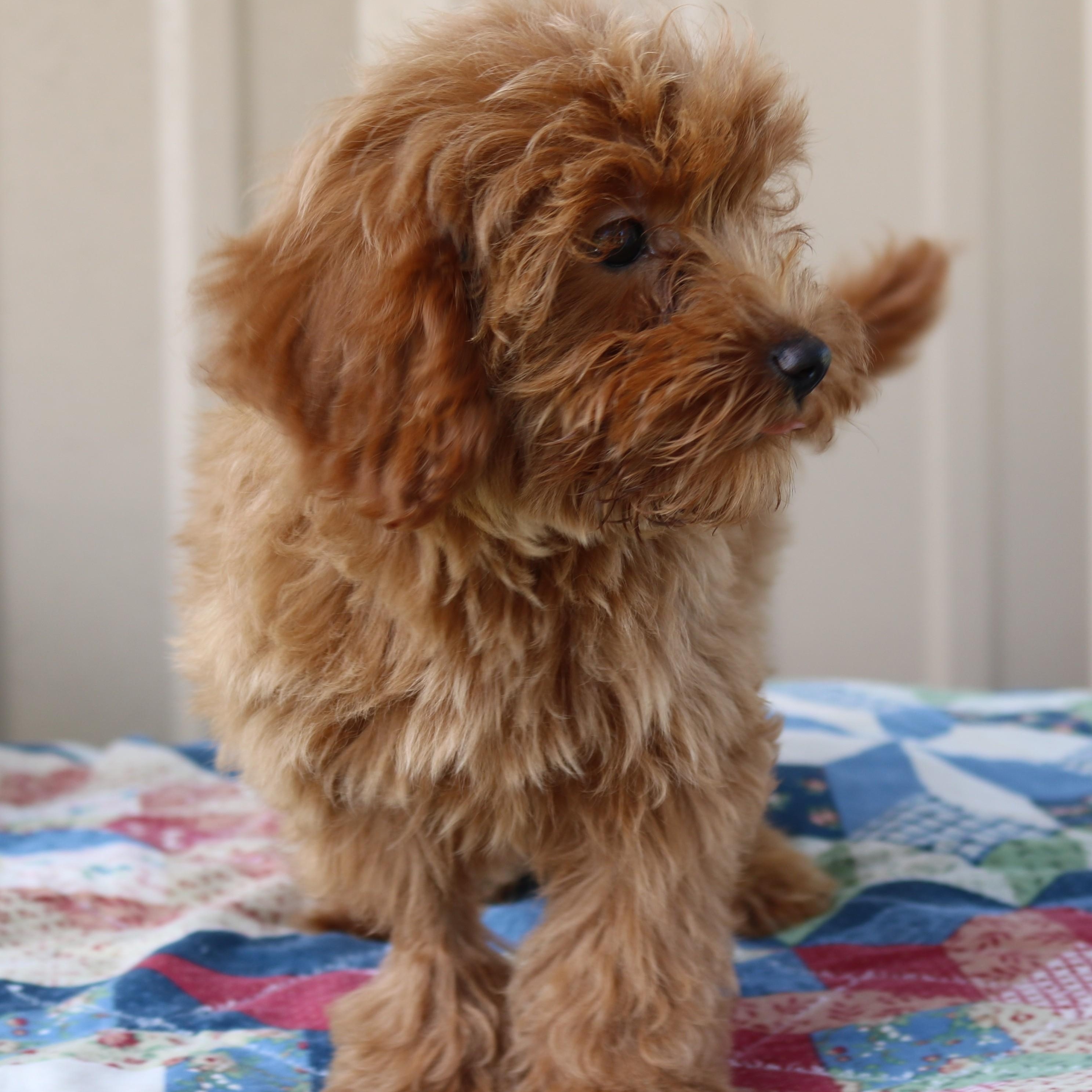 Jelly Bean, an adopted Maltipoo in Bandera, TX image 3/4