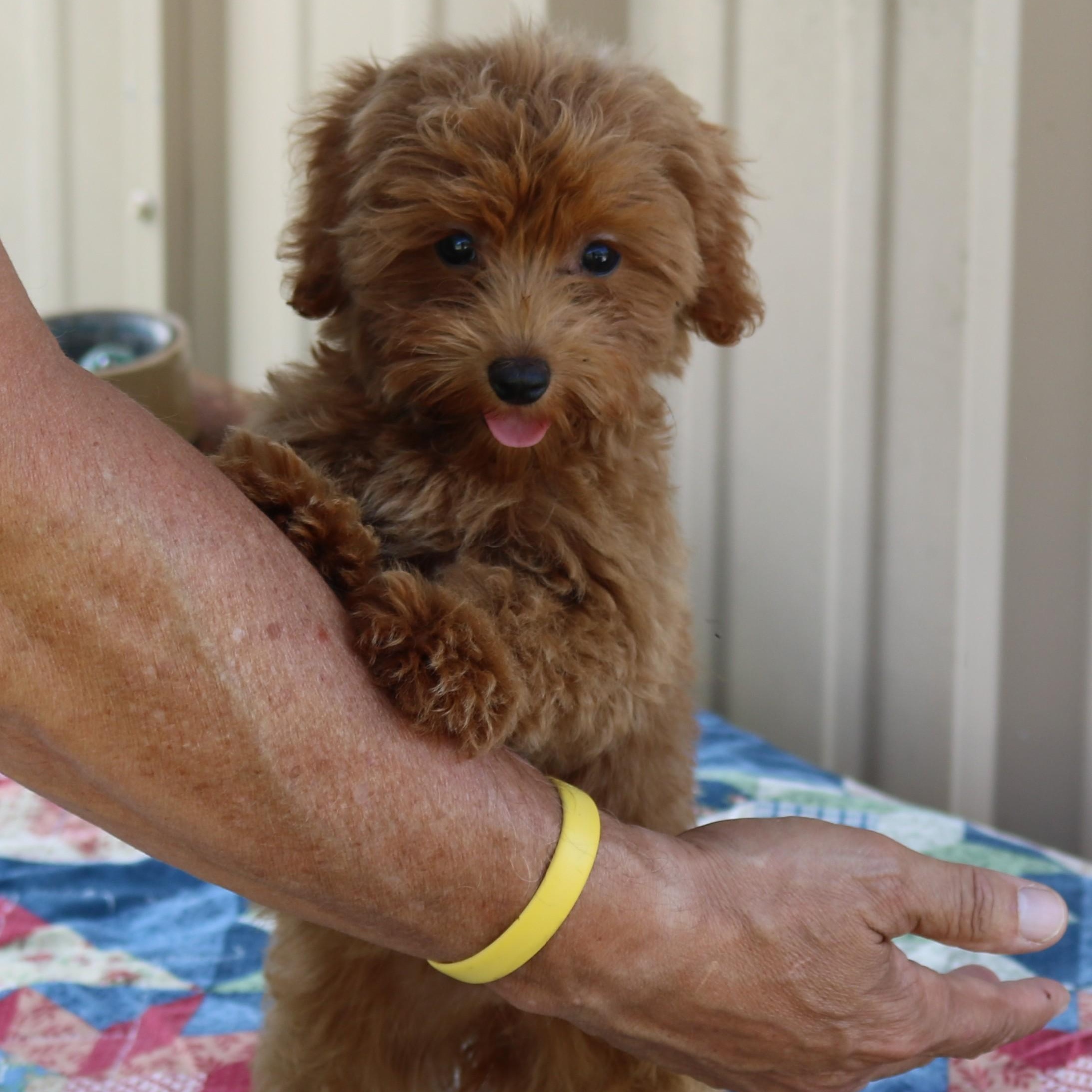 Jelly Bean, an adopted Maltipoo in Bandera, TX image 2/4
