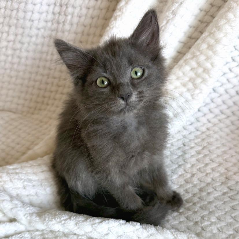 Enlarge Brioche, a ADOPTABLE Domestic Medium Hair in Murfreesboro, TN image 1/1