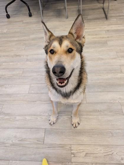 Simba, a Adoptable mixed breed in South Bend, IN image 1/3