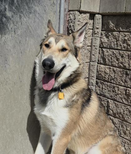 Simba, a Adoptable mixed breed in South Bend, IN image 3/3