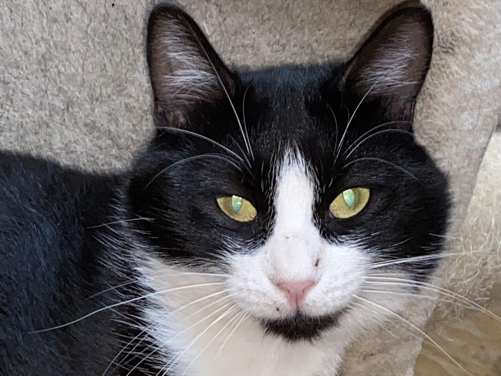 Larrabee, a Adoptable Domestic Short Hair in Drasco, AR image 1/2