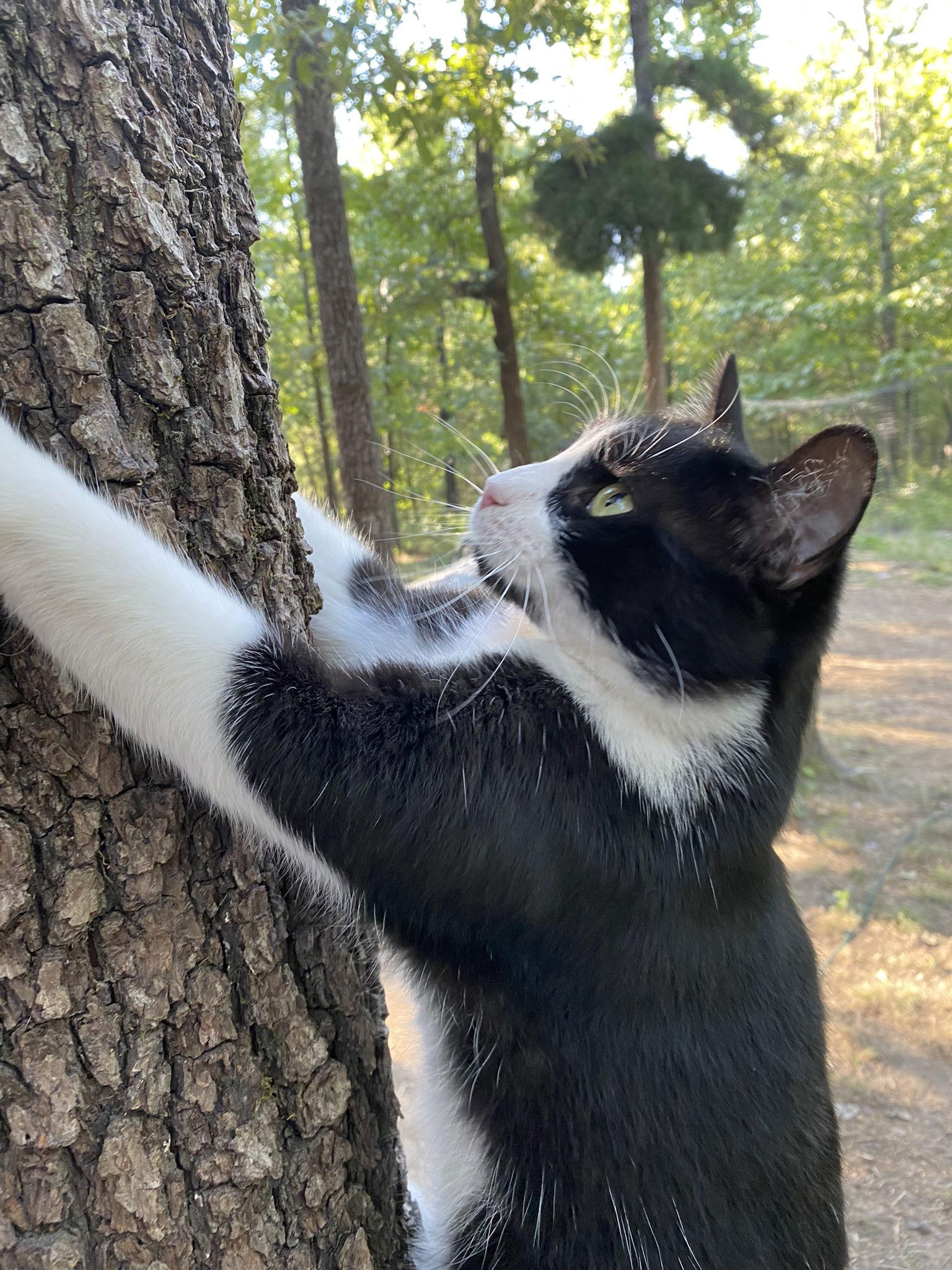 Larrabee, a Adoptable Domestic Short Hair in Drasco, AR image 2/2