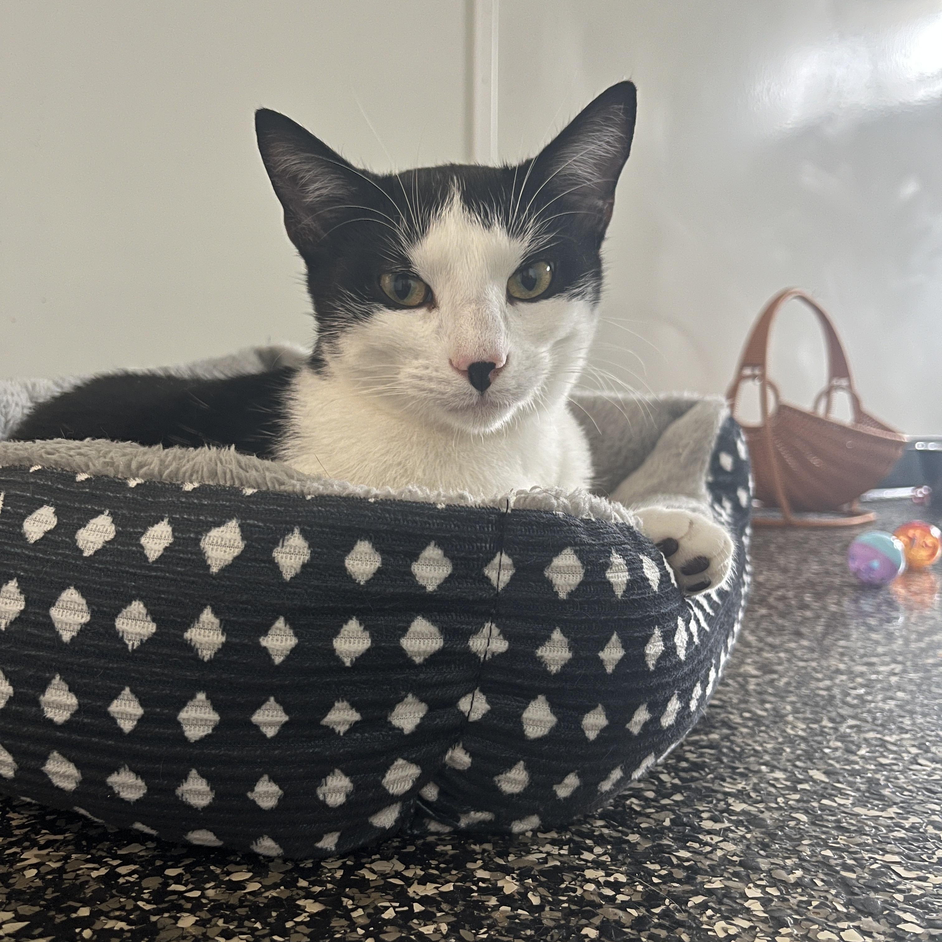 Enlarge Dakota, a Adoptable Domestic Short Hair in McKenzie, TN image 2/4