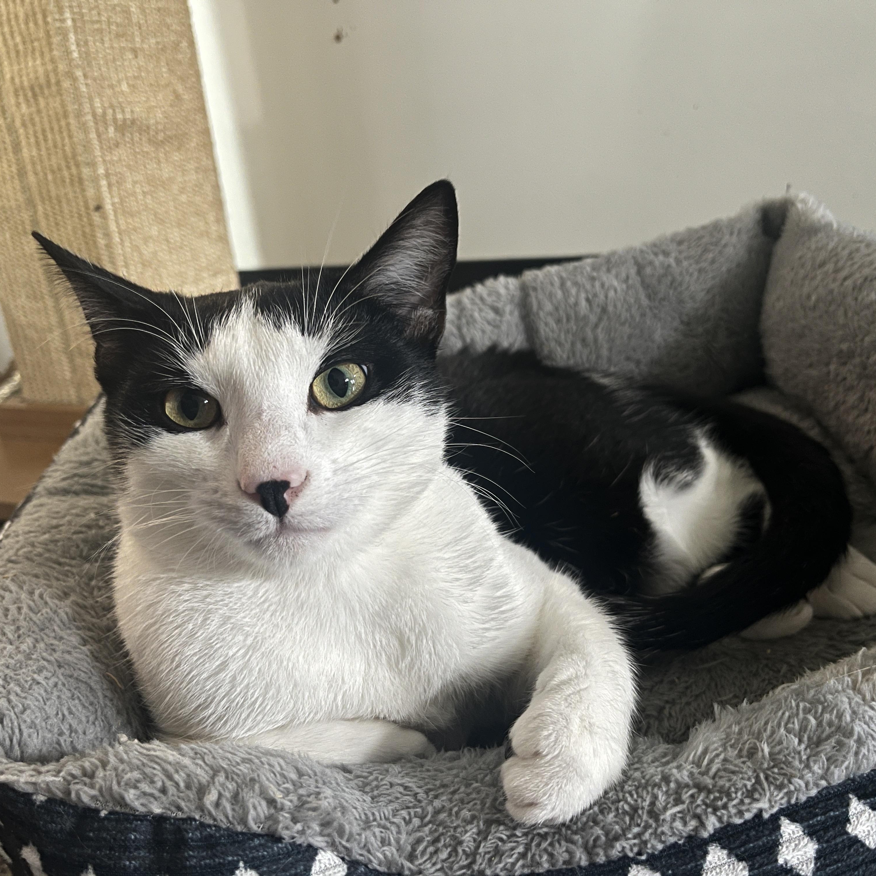 Enlarge Dakota, a Adoptable Domestic Short Hair in McKenzie, TN image 1/4