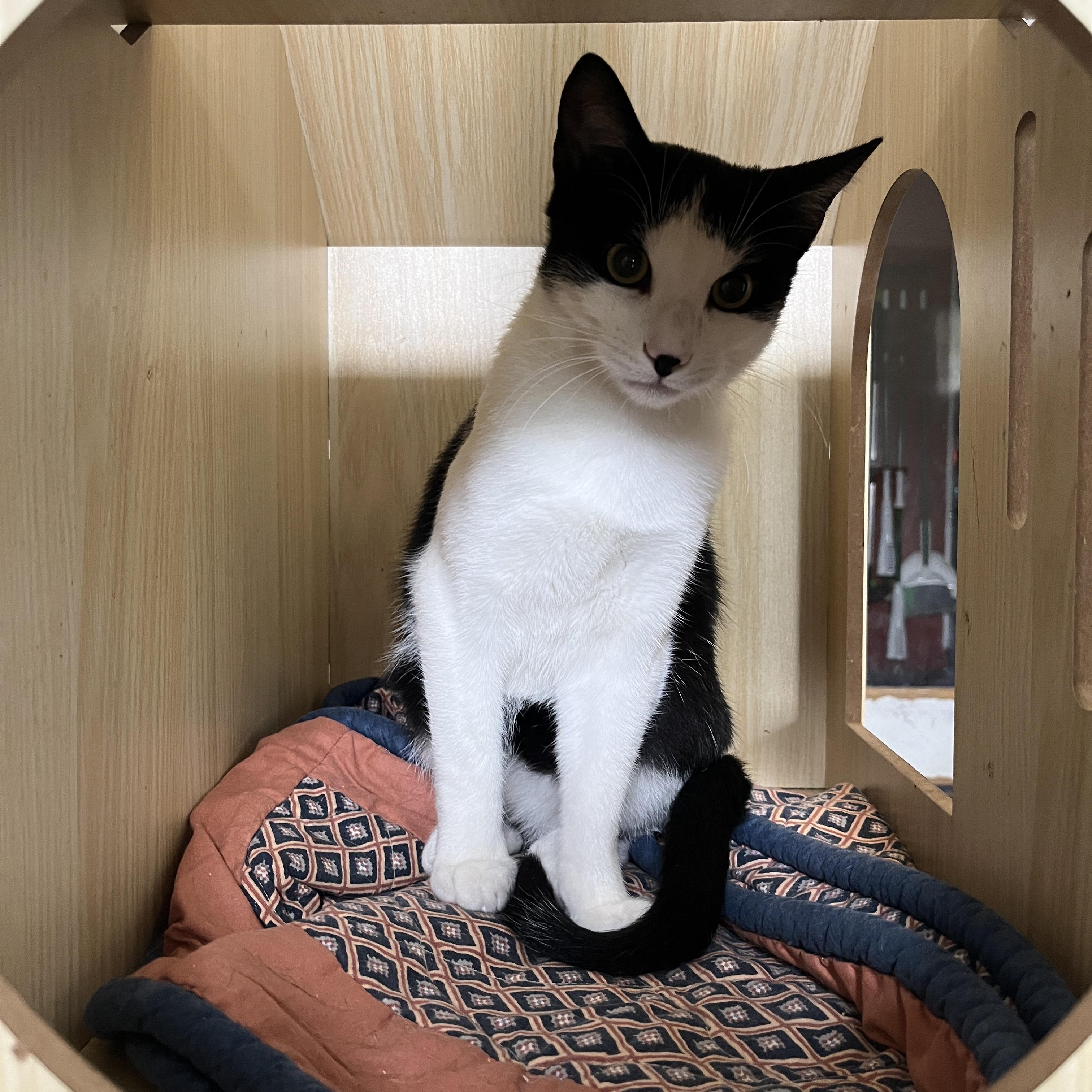 Enlarge Dakota, a Adoptable Domestic Short Hair in McKenzie, TN image 3/4