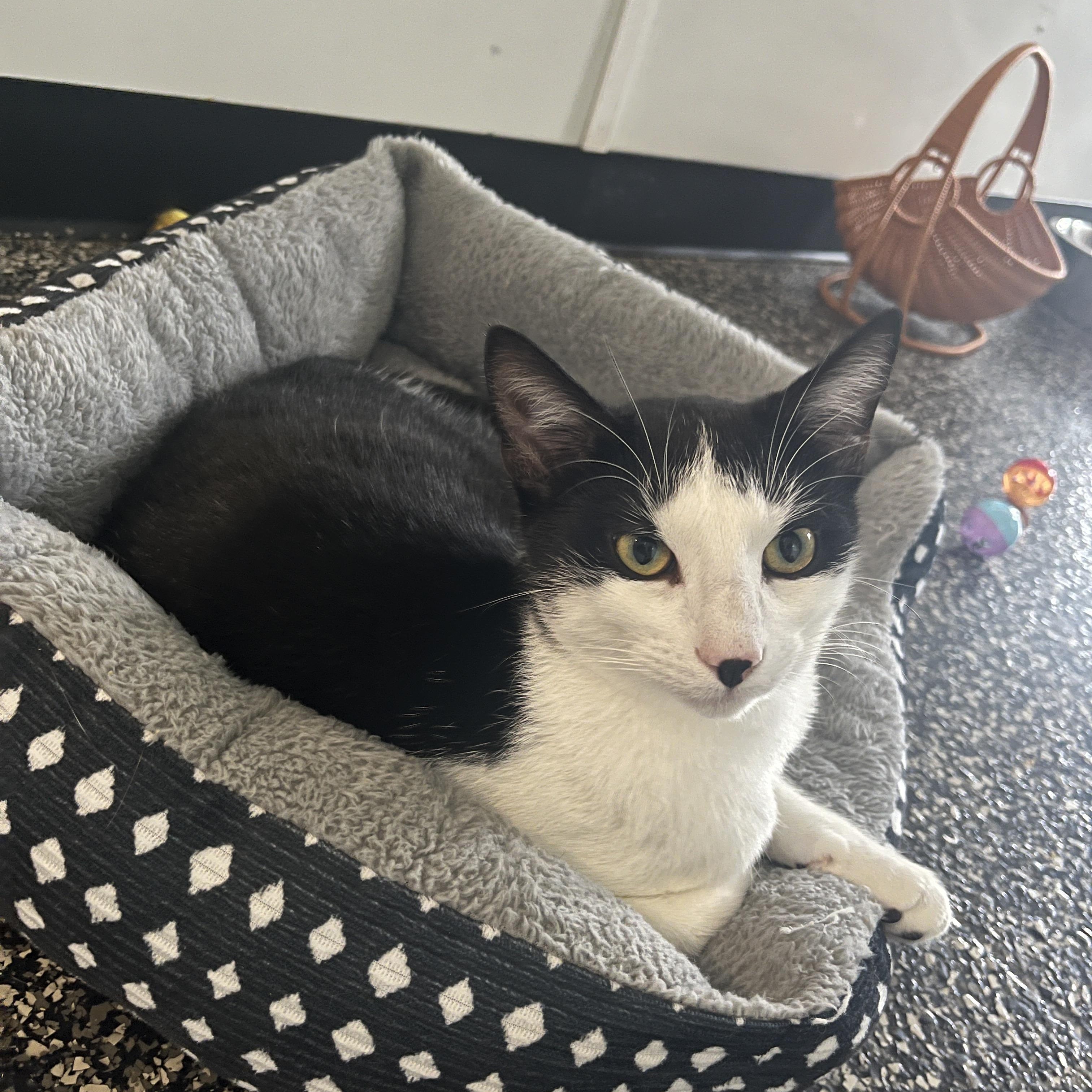 Enlarge Dakota, a Adoptable Domestic Short Hair in McKenzie, TN image 4/4