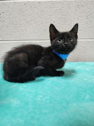 Enlarge Sandals, a Adoptable Domestic Short Hair in Reidsville, NC image 1/1